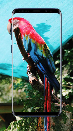Parrot Wallpaper 7 تصوير الشاشة