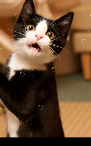 Funny Cat Live Wallpaper screenshot 2