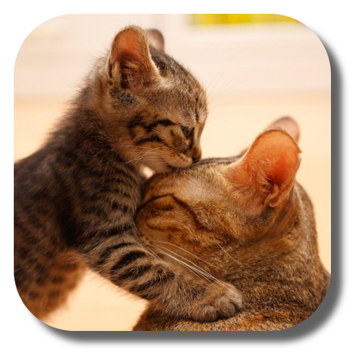 So Cute Cat Live Wallpaper icon
