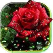 Roses Dew Drops live wallpaper 1.5