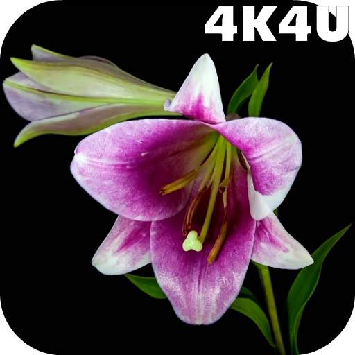 4K Flowers Video Live Wallpapers 2.04