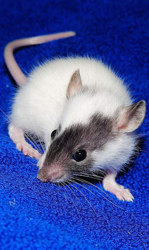 Rat Wallpaper screenshot 7