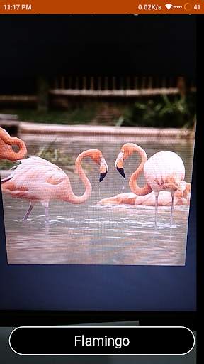 Bird Identify : Artificial Intelligence screenshot 5