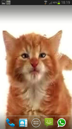 CAT LICKS LIVE WALLPAPER FREE screenshot 2