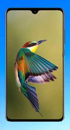 Bird Wallpaper HD screenshot 7