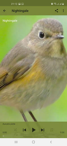 Bird Sounds screenshot 6