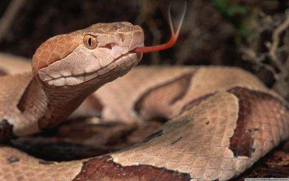 Snake Wallpapers screenshot 14