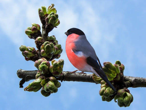 Bullfinch wallpapers screenshot 8