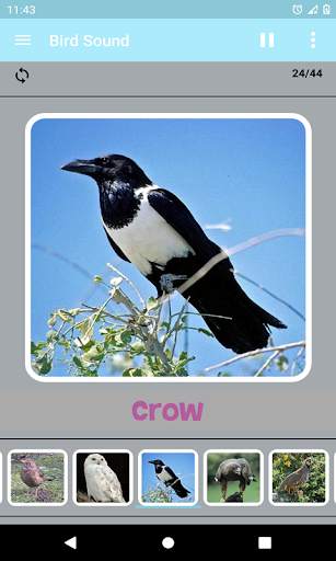 Bird Sound screenshot 5