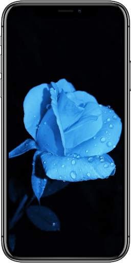 Roses HD Wallpapers for AMOLED screenshot 2