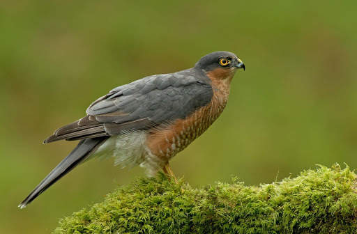 Falcon Wallpaper - Bird Wallpaper screenshot 8