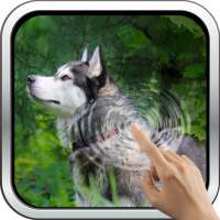 Magic Touch: Husky Live Wallpaper logo