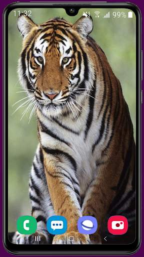 Royal Tiger Wallpaper HD 6 تصوير الشاشة
