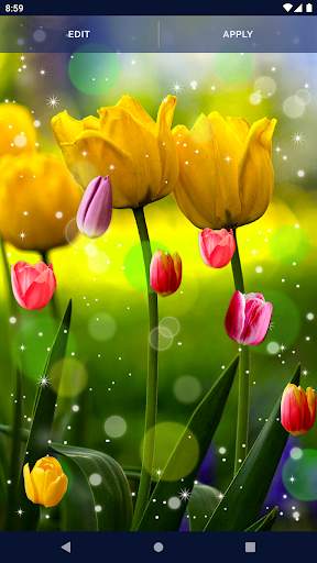 Spring Tulip Live Wallpaper screenshot 6