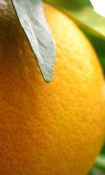 Grapefruit wallpapers screenshot 4