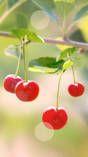 Sweet Cherry Live Wallpaper screenshot 3