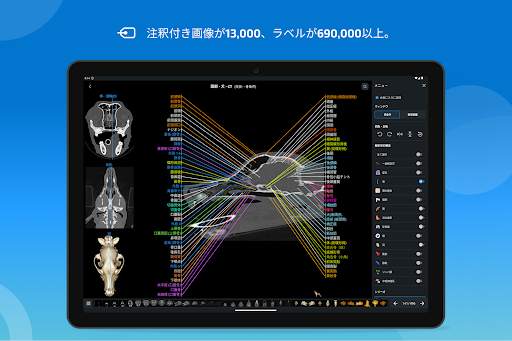 vet-Anatomy screenshot 10