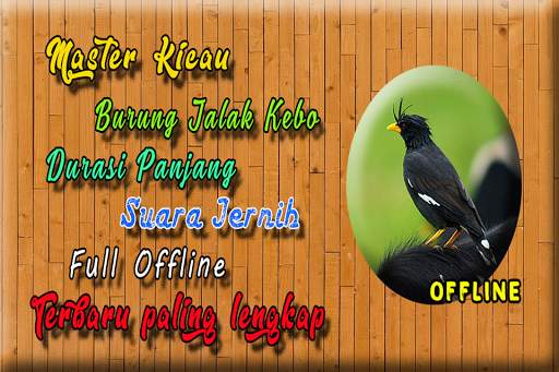 Suara Burung Jalak Kebo MP3 - Jalak Kebo Gacor screenshot 1