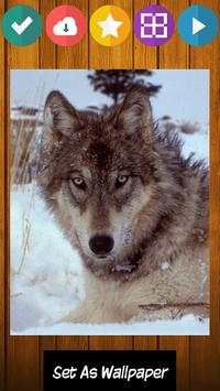 Wolf Wolves Puzzle Game screenshot 3