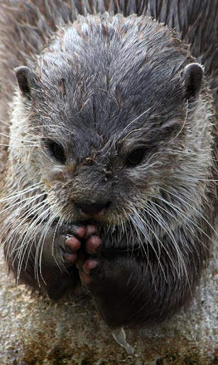 Otter Wallpaper screenshot 3