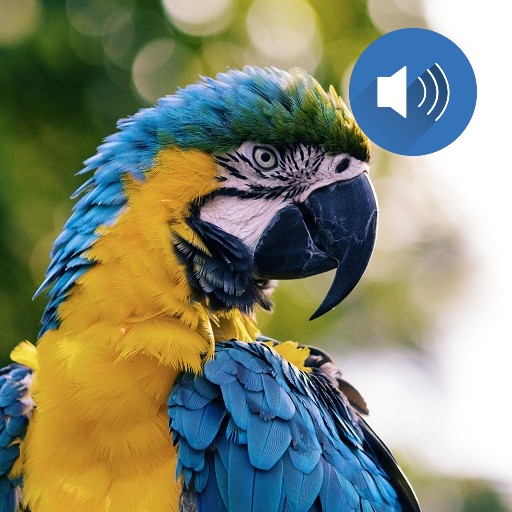 Bird Sounds icon