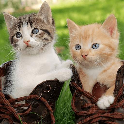 Cats & Kittens Jigsaw Puzzles screenshot 2