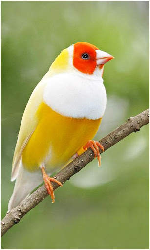 Birds Wallpapers New screenshot 2