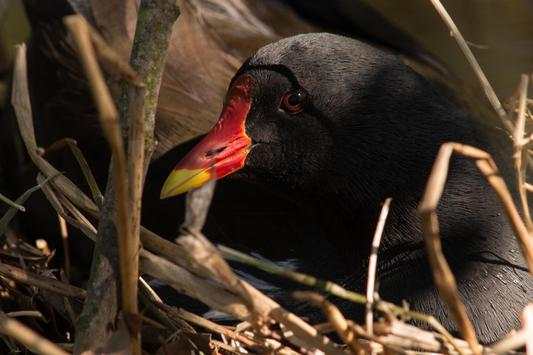 Coot Bird Wallpaper HD screenshot 3