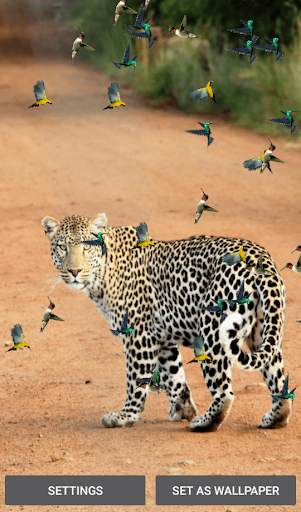 Birds And Animals Live Wallpapers screenshot 4