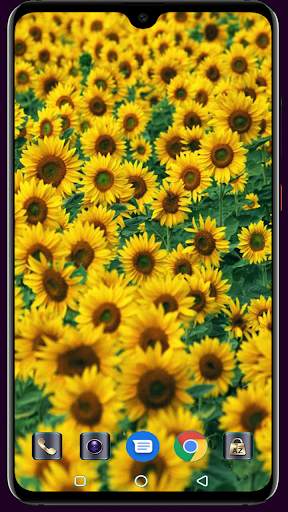 Sunflower Wallpaper 4K Latest स्क्रीनशॉट 4