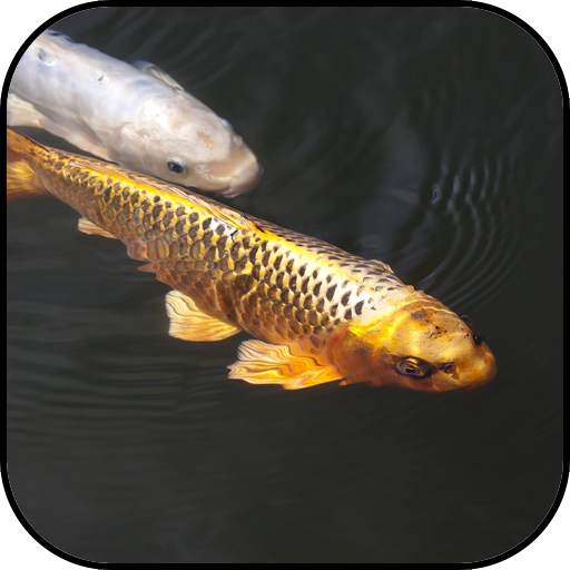 Japanese koi fish wallpapers 10.95