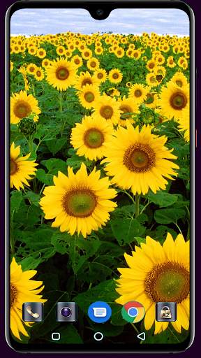 Sunflower Wallpaper 4K Latest स्क्रीनशॉट 7