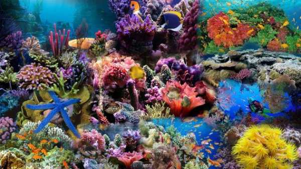 Aquarium Live Wallpaper screenshot 1
