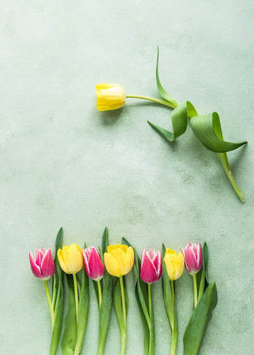 Tulips Wallpapers HD & 4k Backgrounds screenshot 3