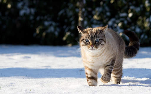 Snow Cats Live Wallpaper screenshot 11