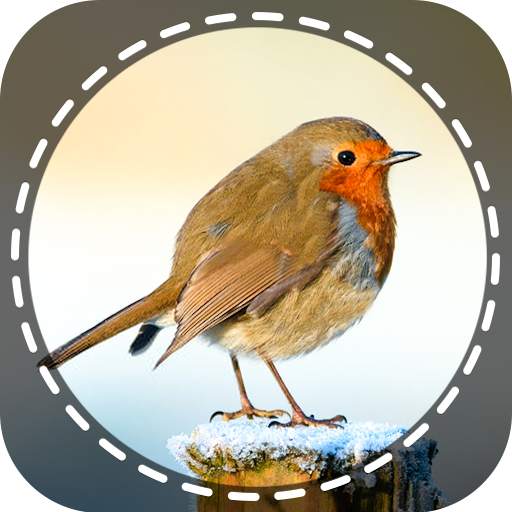 Birds Identifier App by Photo, Bird ID Camera 2020 1.0.0