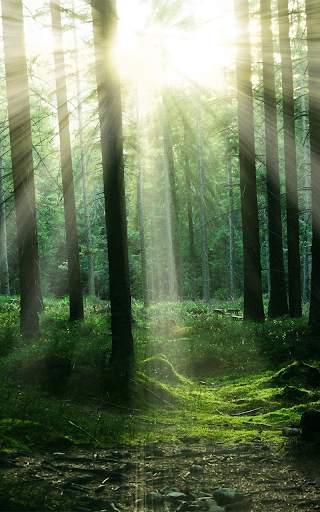 Forest Live Wallpaper HD screenshot 1