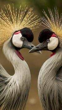 Beautiful Birds Wallpapers3 HD screenshot 6