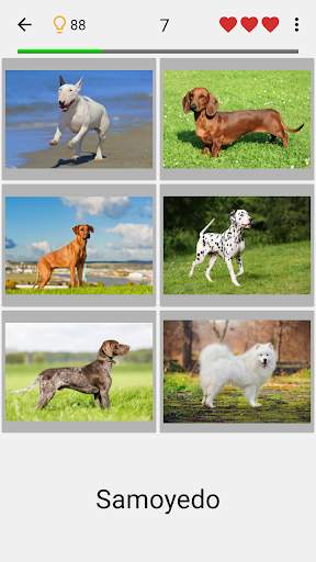 Perros - Quiz acerca de todas las razas populares screenshot 1