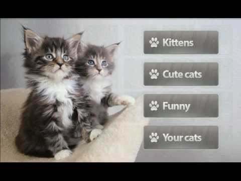 Cats Memory Game Free screenshot 1