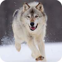 Wolf Wallpapers