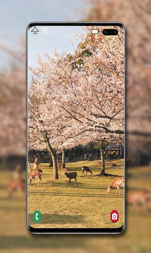 Cherry Blossom Wallpaper screenshot 7