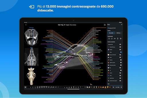 vet-Anatomy screenshot 10