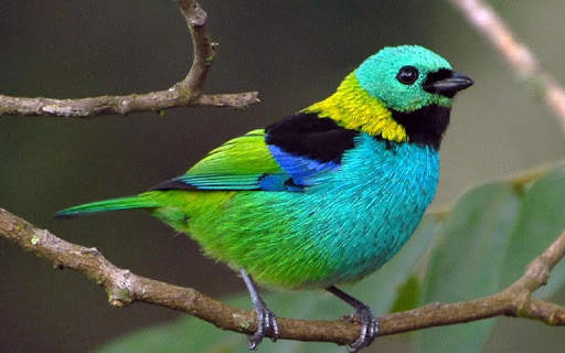 Green headed tanager Bird wallpapers hd screenshot 5