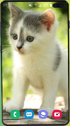 Cute Cat Wallpaper Best HD скриншот 11