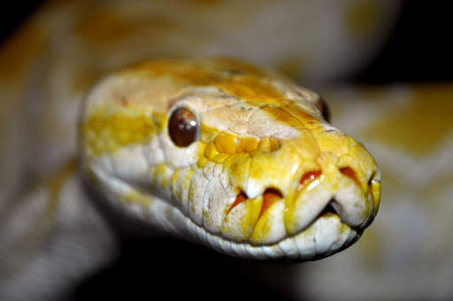 Snake Photo Frames screenshot 8