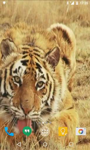 Tiger Live Wallpaper screenshot 1
