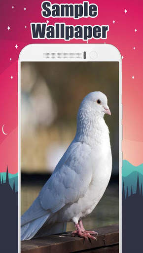 Pigeon Wallpaper HD 🐦 2 تصوير الشاشة