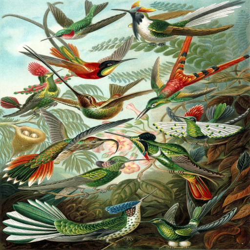 Bird Sound - Bird Call Identifier icon
