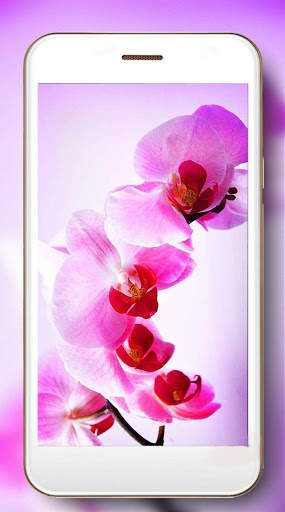 Orchids Photo screenshot 4